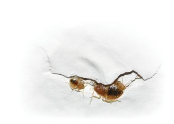 bedbugs-in-cracks-3