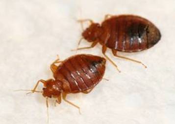 bedbugs