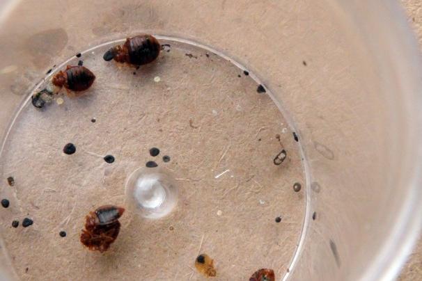 bedbugs