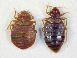 bedbugs3