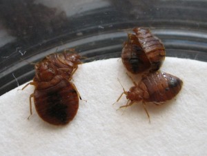 bedbugs4