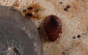 bedbugs5