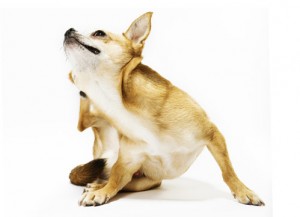 dog-fleas