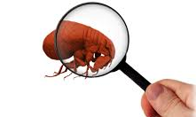 flea-inspection
