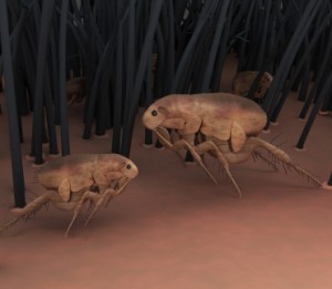 fleas