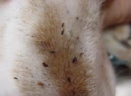 fleas-in-pets