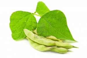 kidney-bean-leaves