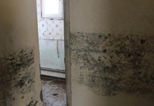 mold-after-hurricane-sandy
