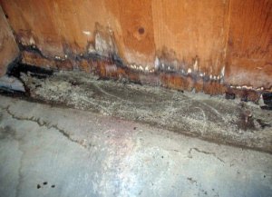 mold1