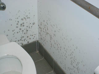 mold2