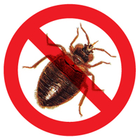 no-bed-bugs