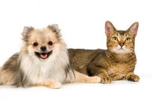 pets