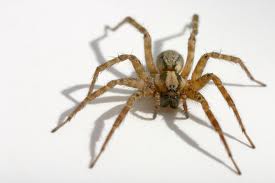spider-1