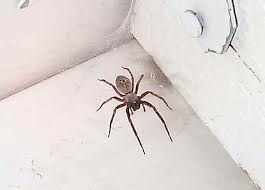 spider-2