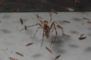 spider-eating