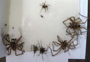 spider-infestation