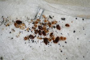 bed-bug-infestation-4