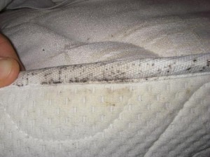 bed-bug-sign