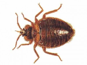 bed-bug4