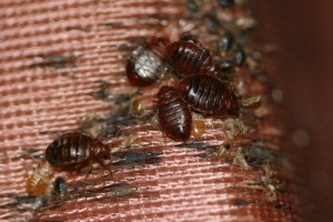 bed-bugs