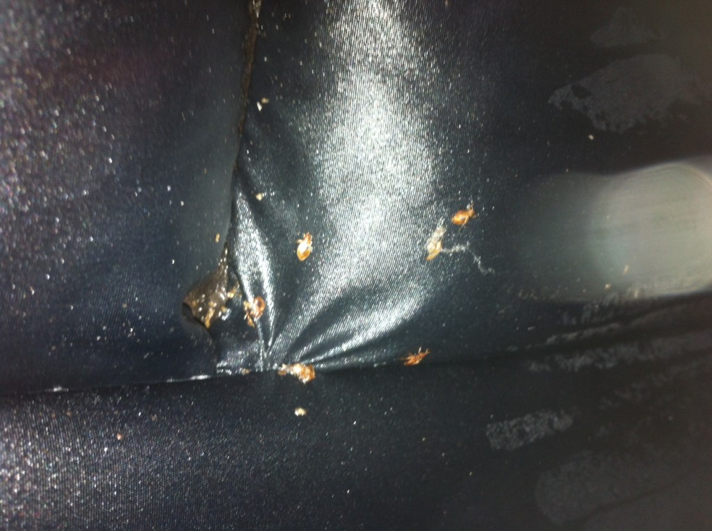 bed-bugs-in-car-seat