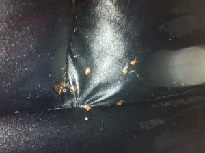 bed-bugs-in-car-seat