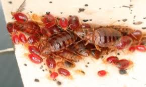 bedbug-infestation3