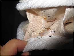 bedbug-inspection