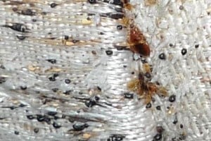 bedbug-spots