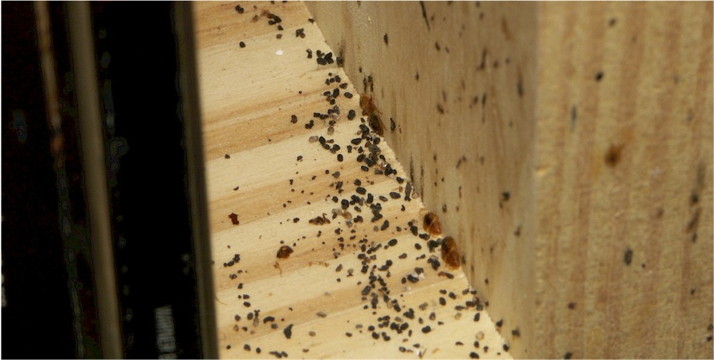 bedbug-spots2