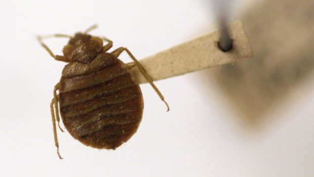 bedbug10