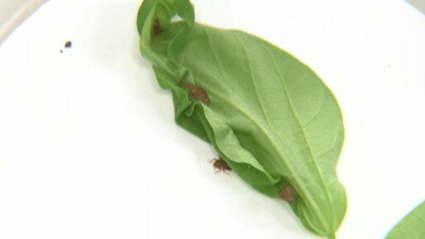 bedbugs-bean-leaves