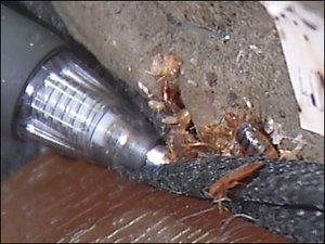 bedbugs-in-furniture