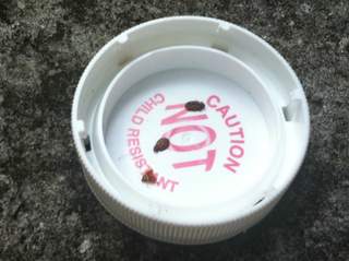 bedbugs-in-tarpon-springs