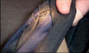 bedbugs-on-a-backpack
