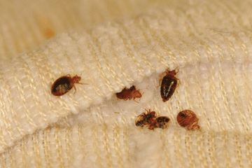 bedbugs10