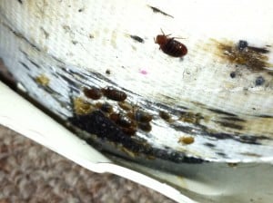 bedbugs15