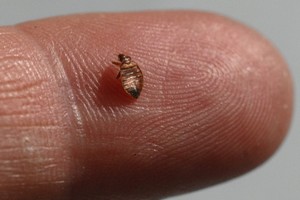 bedbugs8