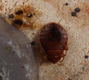 bedbugs9