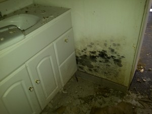 black-mold