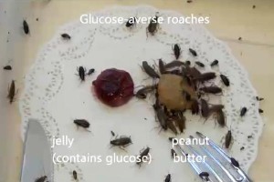 cockroaches-no-sweets