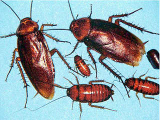 cockroaches