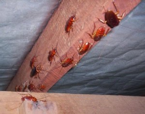 cockroaches2