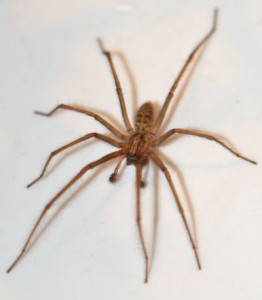 common-house-spider