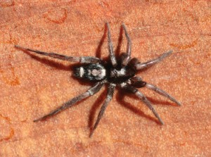 ground-spider