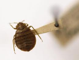 kill-bed-bugs