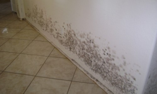 mold-after-flooding