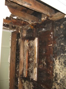 mold-behind-drywall2