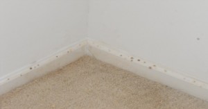 mold-spots