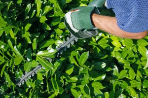 pruning